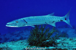 Great Barracuda (Sphyraena barracuda) at the San Francisc... by David Andrew 